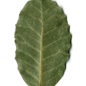 Photographie n°108253 du taxon Quercus ilex L. [1753]