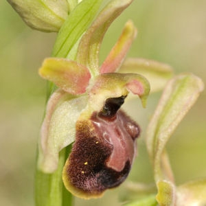 Photographie n°108262 du taxon Ophrys exaltata Ten. [1819]