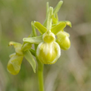 Photographie n°108263 du taxon Ophrys exaltata Ten. [1819]