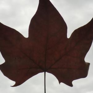 Photographie n°108293 du taxon Platanus x hispanica Mill. ex Münchh. [1770]