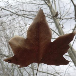 Photographie n°108296 du taxon Platanus x hispanica Mill. ex Münchh. [1770]