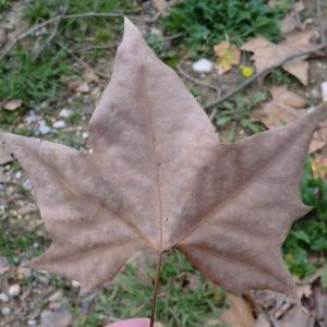 Photographie n°108297 du taxon Platanus x hispanica Mill. ex Münchh. [1770]