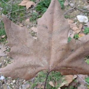 Photographie n°108298 du taxon Platanus x hispanica Mill. ex Münchh. [1770]