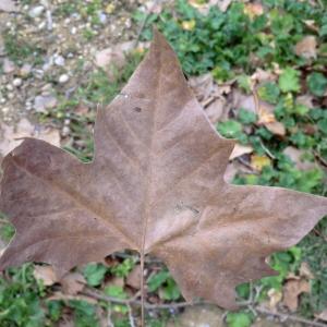 Photographie n°108299 du taxon Platanus x hispanica Mill. ex Münchh. [1770]