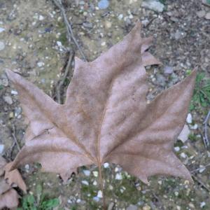 Photographie n°108301 du taxon Platanus x hispanica Mill. ex Münchh. [1770]