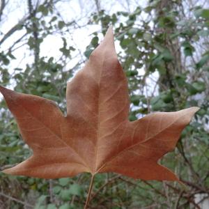 Photographie n°108305 du taxon Platanus x hispanica Mill. ex Münchh. [1770]