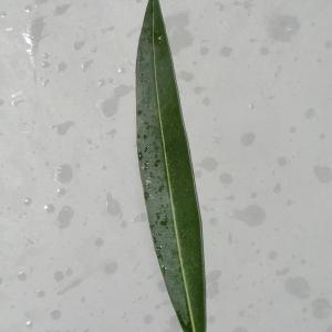 Photographie n°108339 du taxon Nerium oleander L. [1753]