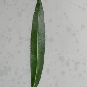 Photographie n°108340 du taxon Nerium oleander L. [1753]