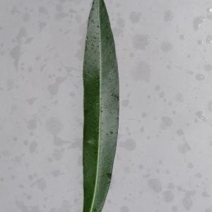 Photographie n°108341 du taxon Nerium oleander L. [1753]