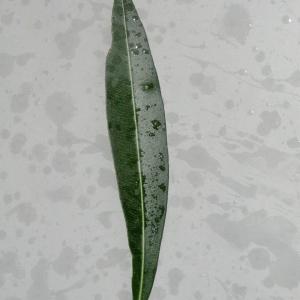 Photographie n°108343 du taxon Nerium oleander L. [1753]