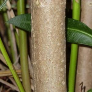 Photographie n°108346 du taxon Nerium oleander L. [1753]