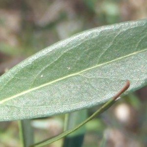 Photographie n°108401 du taxon Phillyrea angustifolia L. [1753]