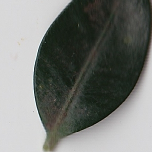 Photographie n°108429 du taxon Buxus sempervirens L. [1753]