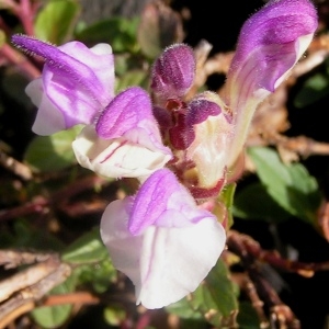 Photographie n°108444 du taxon Scutellaria alpina L.