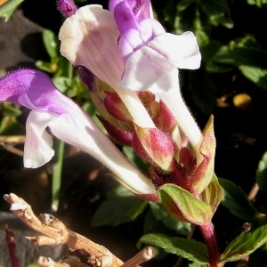 Photographie n°108445 du taxon Scutellaria alpina L.