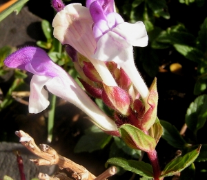 Alain Bigou, le 28 août 2005 (Sallent de Gallego (Col du Pourtalet))