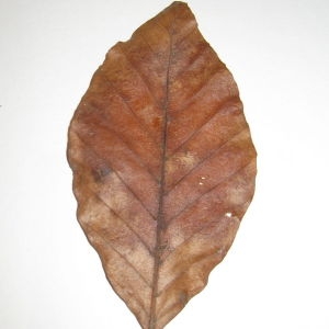 Photographie n°108449 du taxon Fagus sylvatica L. [1753]