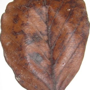 Photographie n°108451 du taxon Fagus sylvatica L. [1753]