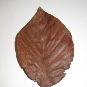 Photographie n°108453 du taxon Fagus sylvatica L. [1753]