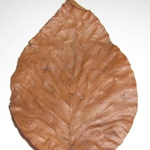 Photographie n°108454 du taxon Fagus sylvatica L. [1753]