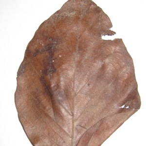 Photographie n°108455 du taxon Fagus sylvatica L. [1753]