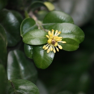 Photographie n°108463 du taxon Buxus sempervirens L. [1753]