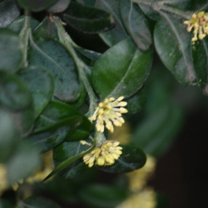 Photographie n°108469 du taxon Buxus sempervirens L. [1753]