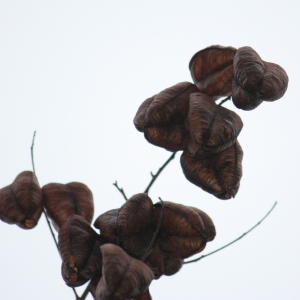 Photographie n°108503 du taxon Koelreuteria paniculata Laxm. [1772]