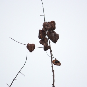 Photographie n°108508 du taxon Koelreuteria paniculata Laxm. [1772]