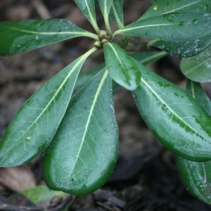 Photographie n°108513 du taxon Pittosporum tobira (Thunb.) W.T.Aiton [1811]