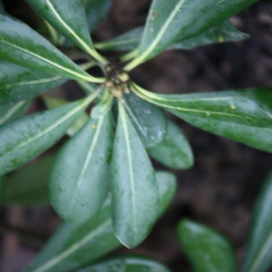 Photographie n°108518 du taxon Pittosporum tobira (Thunb.) W.T.Aiton [1811]