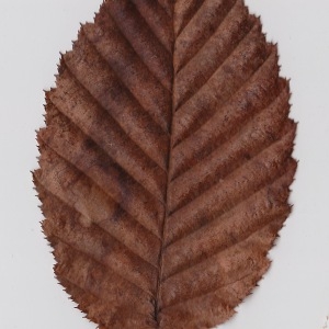 Photographie n°108563 du taxon Carpinus betulus L. [1753]