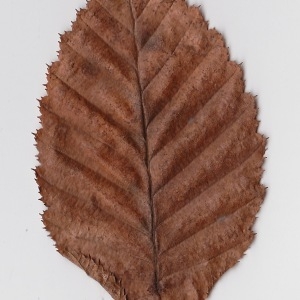 Photographie n°108564 du taxon Carpinus betulus L. [1753]