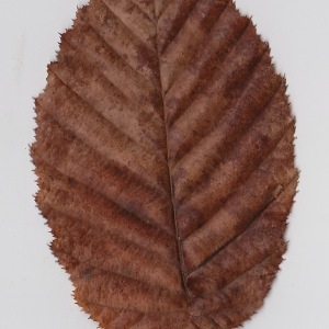 Photographie n°108565 du taxon Carpinus betulus L. [1753]