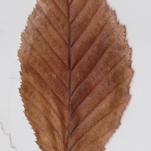 Photographie n°108567 du taxon Carpinus betulus L. [1753]