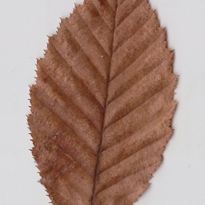 Photographie n°108568 du taxon Carpinus betulus L. [1753]