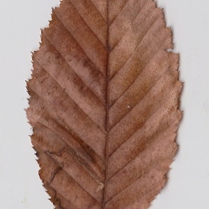 Photographie n°108570 du taxon Carpinus betulus L. [1753]