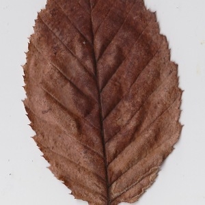 Photographie n°108571 du taxon Carpinus betulus L. [1753]