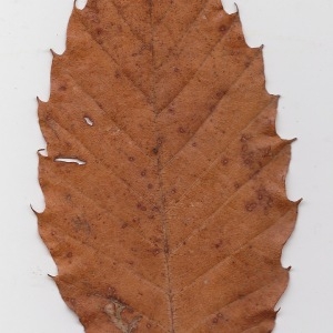 Photographie n°108572 du taxon Castanea sativa Mill. [1768]