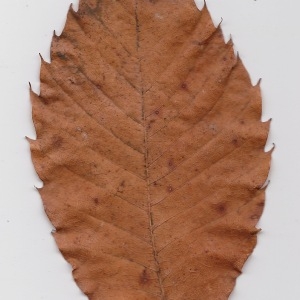 Photographie n°108576 du taxon Castanea sativa Mill. [1768]