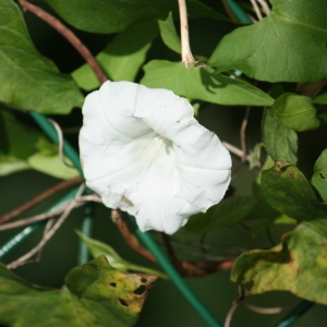 Photographie n°108642 du taxon Calystegia sepium (L.) R.Br. [1810]