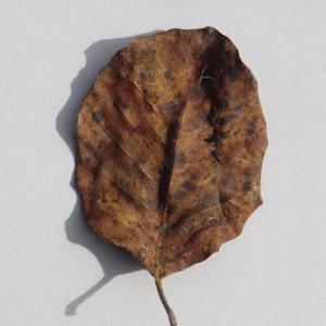 Photographie n°108665 du taxon Cotinus coggygria Scop. [1771]