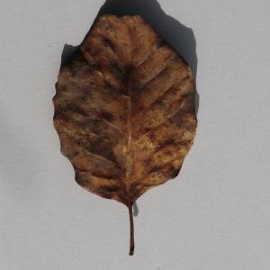 Photographie n°108666 du taxon Cotinus coggygria Scop. [1771]