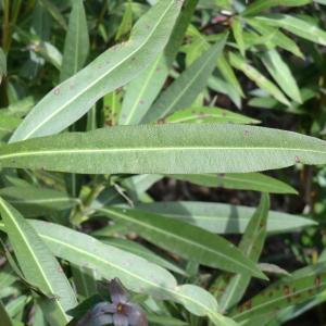 Photographie n°108669 du taxon Nerium oleander L. [1753]