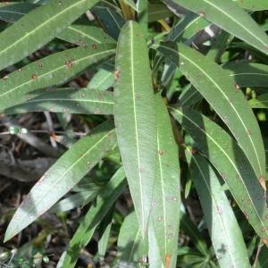 Photographie n°108675 du taxon Nerium oleander L. [1753]