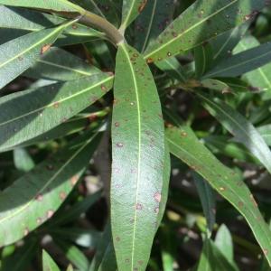 Photographie n°108678 du taxon Nerium oleander L. [1753]