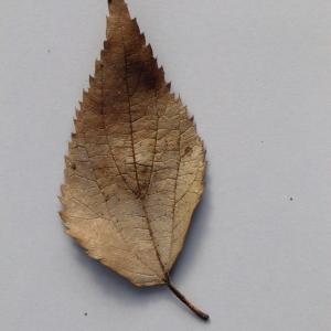 Photographie n°108692 du taxon Celtis australis L. [1753]