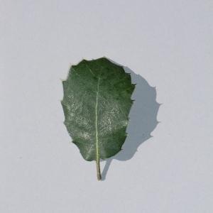 Photographie n°108783 du taxon Quercus ilex L. [1753]
