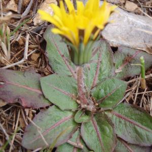 Photographie n°108859 du taxon Taraxacum obovatum (Waldst. & Kit. ex Willd.) DC. [1809]