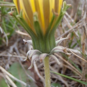 Photographie n°108860 du taxon Taraxacum obovatum (Waldst. & Kit. ex Willd.) DC. [1809]